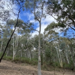 Eucalyptus rossii (Inland Scribbly Gum) at Jerrabomberra, NSW - 1 Apr 2022 by SteveBorkowskis