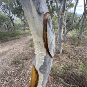 Eucalyptus rossii at Jerrabomberra, NSW - 1 Apr 2022