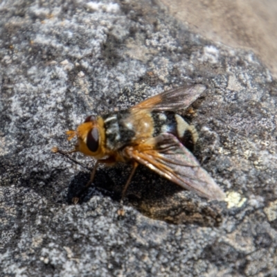 Microtropesa sinuata (A bristle fly) at Namadgi National Park - 14 Mar 2022 by SWishart