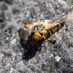 Microtropesa sinuata at Cotter River, ACT - 14 Mar 2022