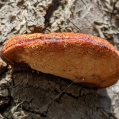 zz Polypore (shelf/hoof-like) at Watson, ACT - 1 Apr 2022 by AniseStar