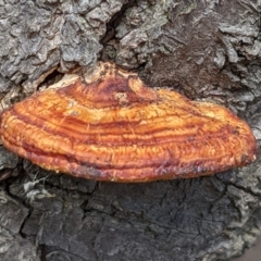 zz Polypore (shelf/hoof-like) at Watson, ACT - 1 Apr 2022