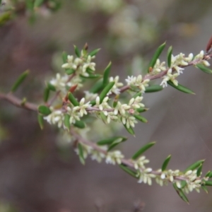 Monotoca scoparia at Mongarlowe, NSW - suppressed