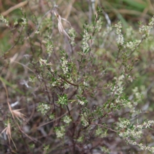 Monotoca scoparia at Mongarlowe, NSW - suppressed