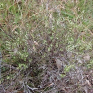 Monotoca scoparia at Mongarlowe, NSW - suppressed