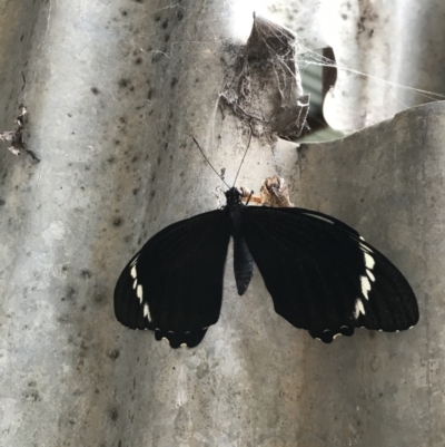 Papilio aegeus (Orchard Swallowtail, Large Citrus Butterfly) at QPRC LGA - 1 Apr 2022 by nessp