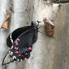 Papilio aegeus at Queanbeyan, NSW - 1 Apr 2022