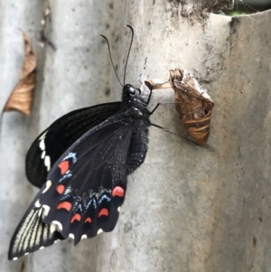 Papilio aegeus at Queanbeyan, NSW - 1 Apr 2022