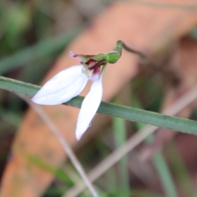 Eriochilus cucullatus (Parson's Bands) at Mongarlowe River - 30 Mar 2022 by LisaH