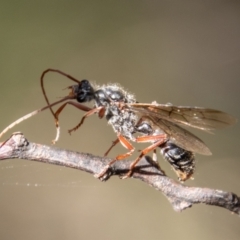 Myrmecia sp. (genus) (Bull ant or Jack Jumper) at Tidbinbilla Nature Reserve - 14 Mar 2022 by SWishart