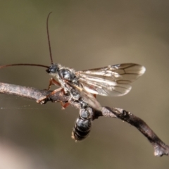 Myrmecia sp. (genus) at Paddys River, ACT - 14 Mar 2022