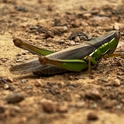 Bermius brachycerus (A grasshopper) at Fyshwick, ACT - 1 Apr 2022 by YellowButton