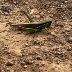 Bermius brachycerus at Fyshwick, ACT - 1 Apr 2022 05:00 PM