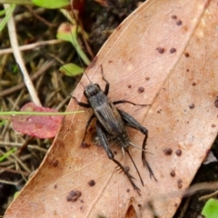 Bobilla sp. (genus) (A Small field cricket) at QPRC LGA - 30 Mar 2022 by LisaH