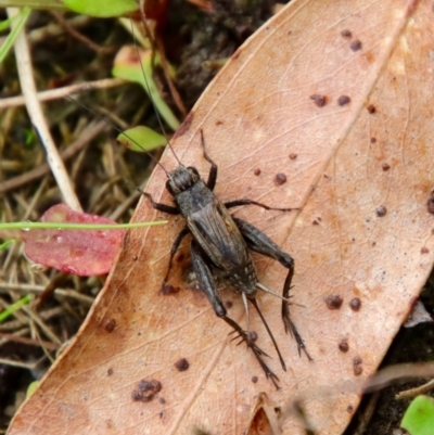 Bobilla sp. (genus) (A Small field cricket) at Mongarlowe, NSW - 30 Mar 2022 by LisaH