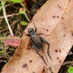 Bobilla sp. (genus) (A Small field cricket) at Mongarlowe, NSW - 30 Mar 2022 by LisaH