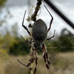 Trichonephila edulis (Golden orb weaver) at Kingston, ACT - 1 Apr 2022 by YellowButton