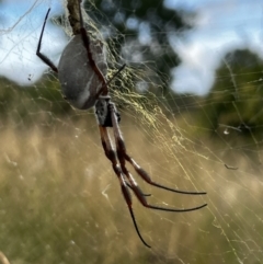 Trichonephila edulis at Kingston, ACT - 1 Apr 2022