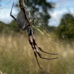 Trichonephila edulis at Kingston, ACT - 1 Apr 2022 05:16 PM