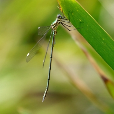 Synlestes weyersii (Bronze Needle) at QPRC LGA - 29 Mar 2022 by LisaH