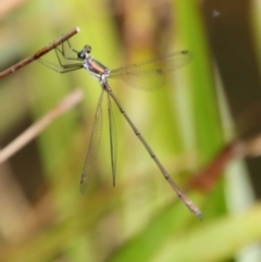 Synlestes weyersii (Bronze Needle) at QPRC LGA - 29 Mar 2022 by LisaH