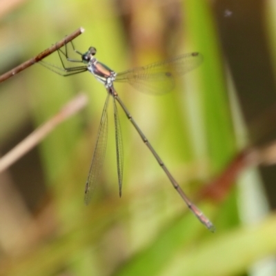 Synlestes weyersii (Bronze Needle) at QPRC LGA - 29 Mar 2022 by LisaH