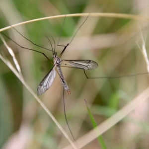 Tipulidae or Limoniidae (family) at Mongarlowe, NSW - 30 Mar 2022