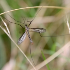 Tipulidae or Limoniidae (family) (Unidentified Crane Fly) at Mongarlowe River - 30 Mar 2022 by LisaH
