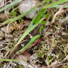 Gastrimargus musicus (Yellow-winged Locust or Grasshopper) at Mongarlowe River - 30 Mar 2022 by LisaH