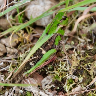 Gastrimargus musicus (Yellow-winged Locust or Grasshopper) at Mongarlowe, NSW - 30 Mar 2022 by LisaH