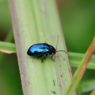 Altica sp. (genus) (Flea beetle) at Mongarlowe, NSW - 30 Mar 2022 by LisaH