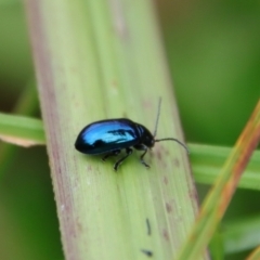 Altica sp. (genus) (Flea beetle) at Mongarlowe, NSW - 30 Mar 2022 by LisaH