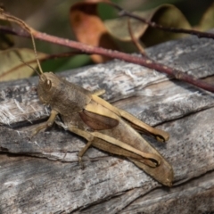 Percassa rugifrons (Mountain Grasshopper) at Tidbinbilla Nature Reserve - 14 Mar 2022 by SWishart