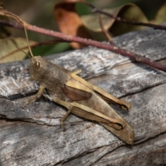 Percassa rugifrons (Mountain Grasshopper) at Paddys River, ACT - 14 Mar 2022 by SWishart