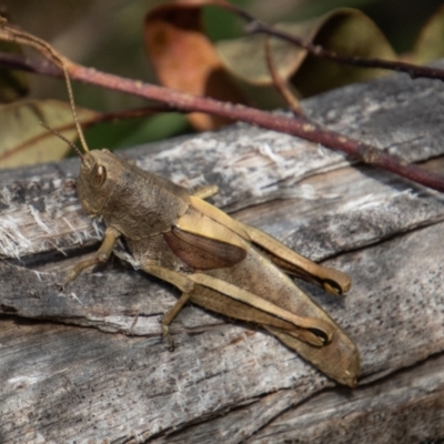 Percassa rugifrons (Mountain Grasshopper) at Paddys River, ACT - 14 Mar 2022 by SWishart