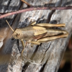 Percassa rugifrons at Paddys River, ACT - 14 Mar 2022