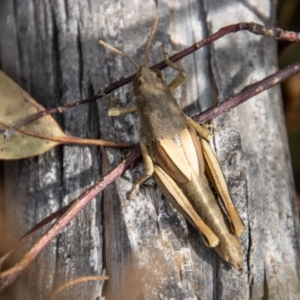 Percassa rugifrons at Paddys River, ACT - 14 Mar 2022