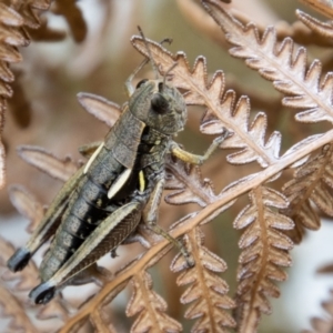 Kosciuscola cuneatus at Cotter River, ACT - 14 Mar 2022