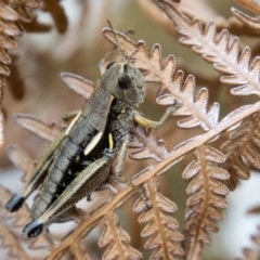 Kosciuscola cuneatus (A grasshopper) at Cotter River, ACT - 14 Mar 2022 by SWishart