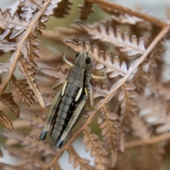 Kosciuscola cuneatus at Cotter River, ACT - 14 Mar 2022