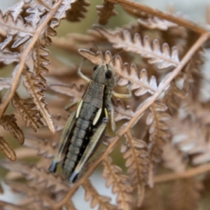 Kosciuscola cuneatus at Cotter River, ACT - 14 Mar 2022