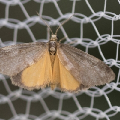 Anestia (genus) (A tiger moth) at Higgins, ACT - 11 Mar 2022 by AlisonMilton