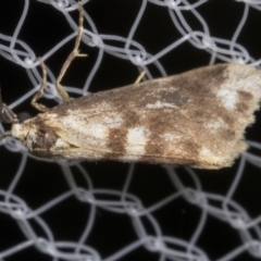 Anestia (genus) at Higgins, ACT - 12 Mar 2022 08:30 AM