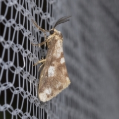 Anestia (genus) at Higgins, ACT - 12 Mar 2022 08:30 AM