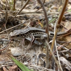 Ctenotus orientalis (Oriental Striped-skink) at Jerrabomberra, NSW - 1 Apr 2022 by Steve_Bok