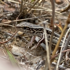 Ctenotus orientalis at Jerrabomberra, NSW - 1 Apr 2022