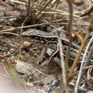 Ctenotus orientalis at Jerrabomberra, NSW - 1 Apr 2022