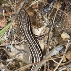 Ctenotus orientalis at Jerrabomberra, NSW - 1 Apr 2022 12:25 PM