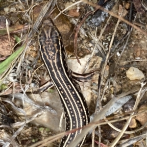 Ctenotus orientalis at Jerrabomberra, NSW - 1 Apr 2022