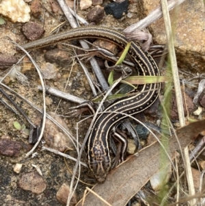 Ctenotus orientalis at Jerrabomberra, NSW - 1 Apr 2022